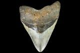 Large, Fossil Megalodon Tooth - North Carolina #108936-1